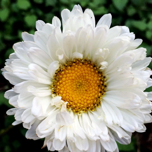 Aster White  