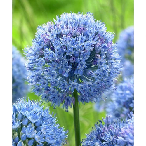 Azureum 
