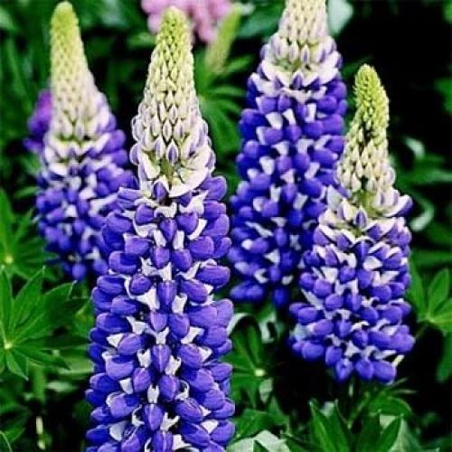 Lupin blue 