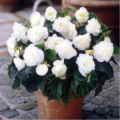 Begonia double White 