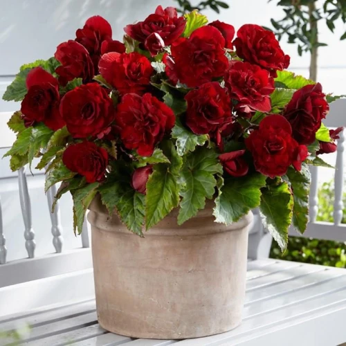 Begonia double Red