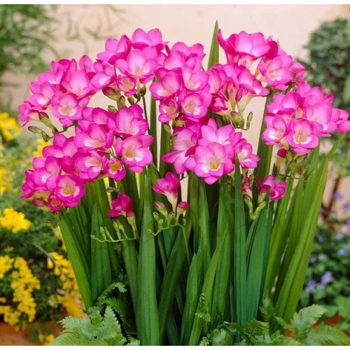 Freesia double Pink 