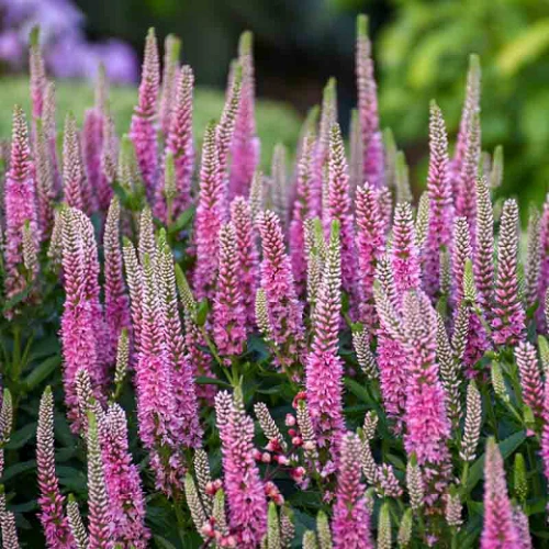 Veronica Pink