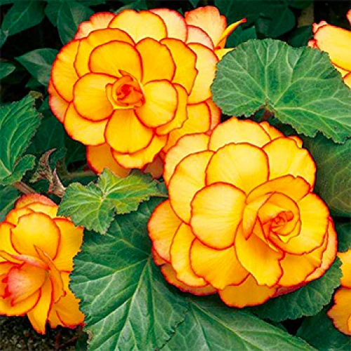 Picotee Yellow/Red 