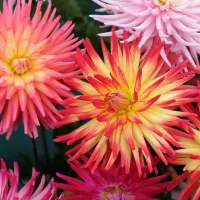 Dahlia Fringed
