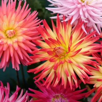Dahlia Fringed