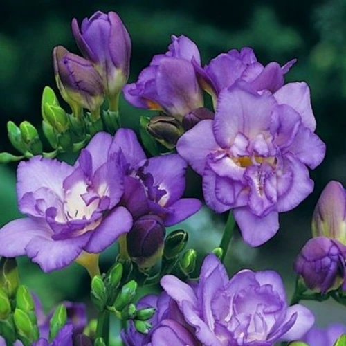 Freesia double blue