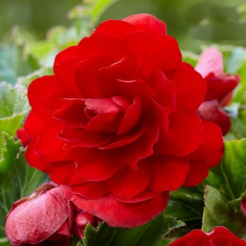 Begonia double Red