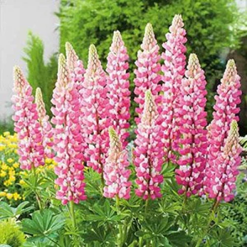Lupin pink 