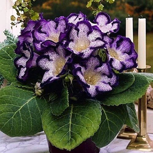 Tigrina Blue 