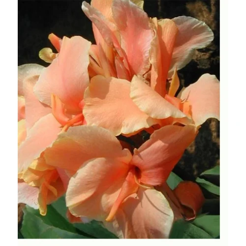Peach Blush 