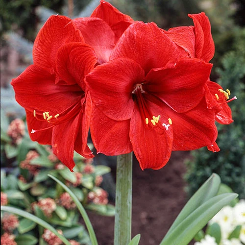 Amaryllis Red Lion 