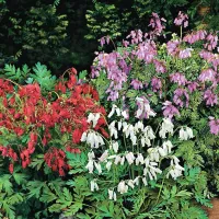 Dicentra 