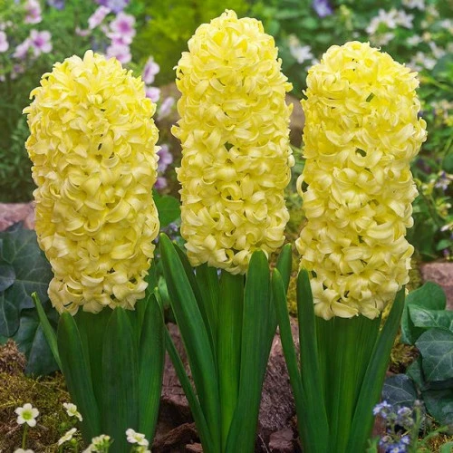 Hyacinth v kvetináči Yellowstone 