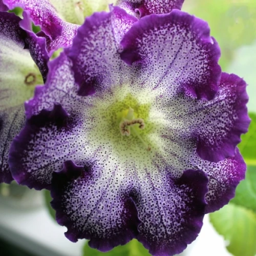 Tigrina Blue 