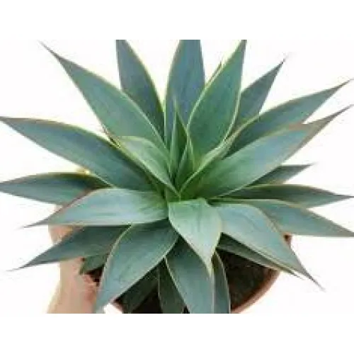 Agave  Shaka Koko 15cm