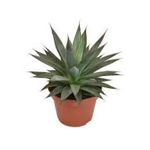 Agave  Shaka Koko 15cm