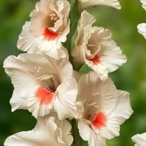 Gladiolus Ajax
