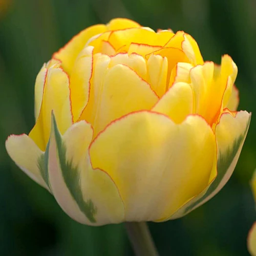 Tulipan Akebono