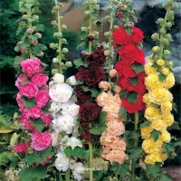 Alcea