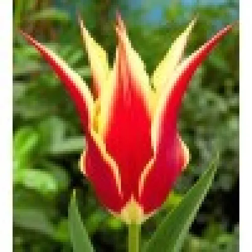 Tulipan Alladin