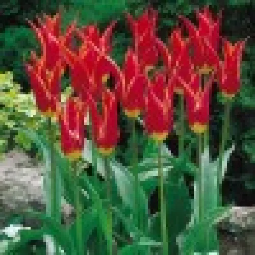 Tulipan Alladin