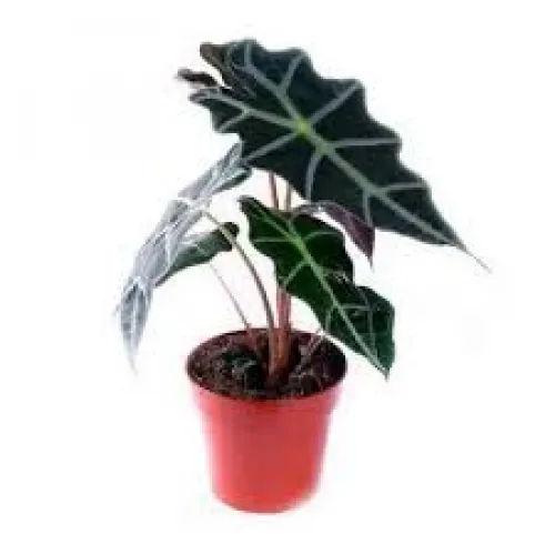 Alocasia Amazonica 'Polly' 35 cm