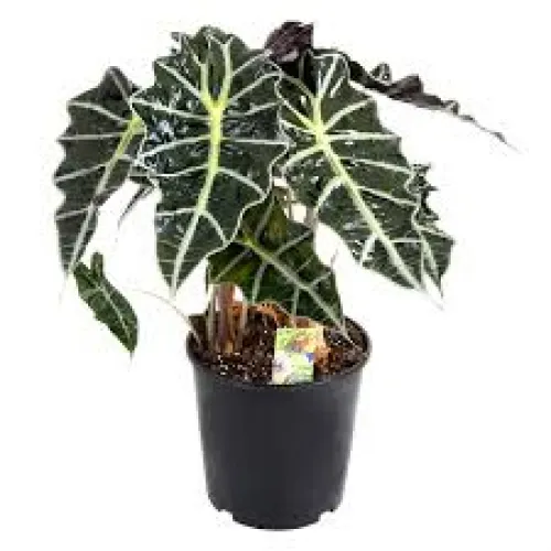Alocasia Amazonica 'Polly' 35 cm