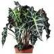 Alocasia Amazonica 'Polly' 35 cm