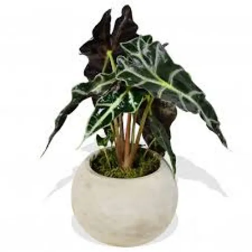 Alocasia Amazonica 'Polly' 35 cm