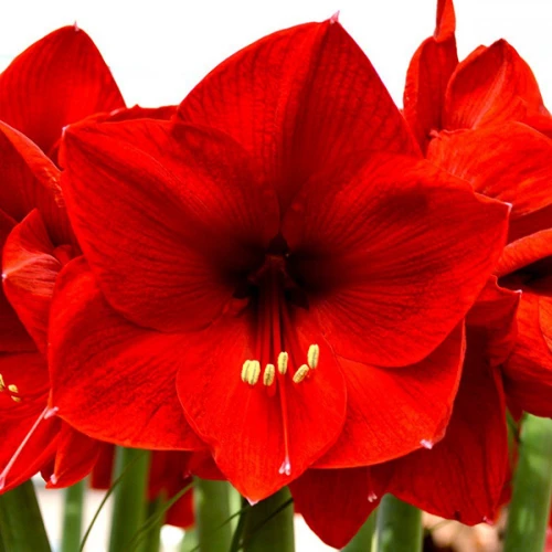 Amaryllis Red Lion 