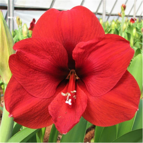 Amaryllis Red Lion 