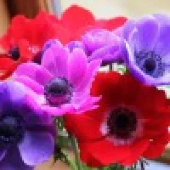 Anemone/Sasanka