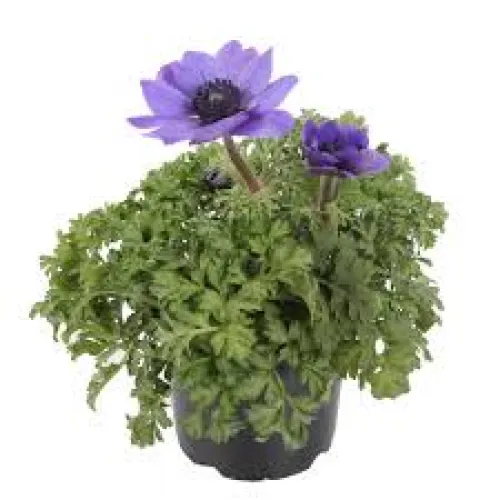 Anemone Harmony blue 