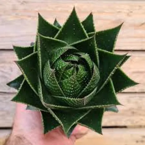 Aloe aristata Cosmo