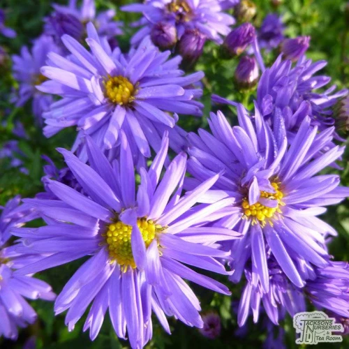 Aster blue