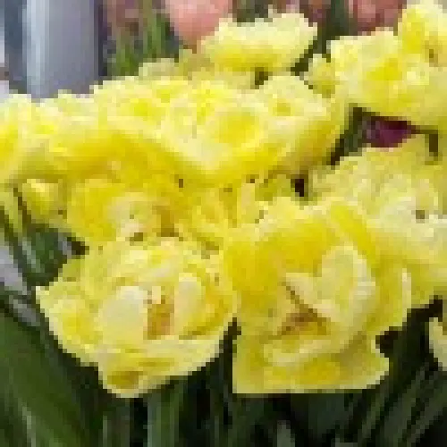 Tulipan Avantgarde