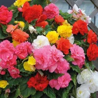 Begonia 