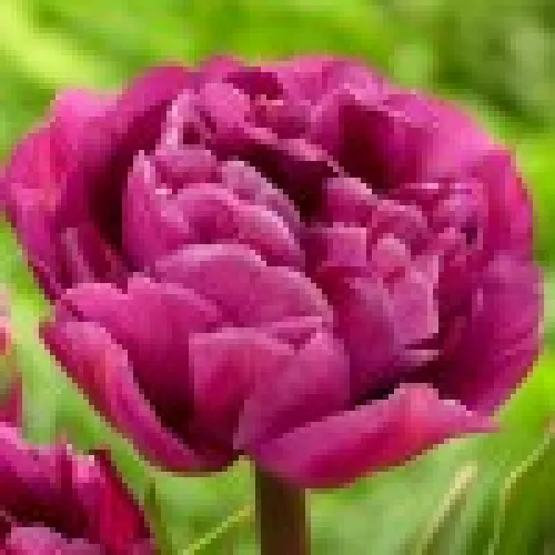 Tulipan Backpacker
