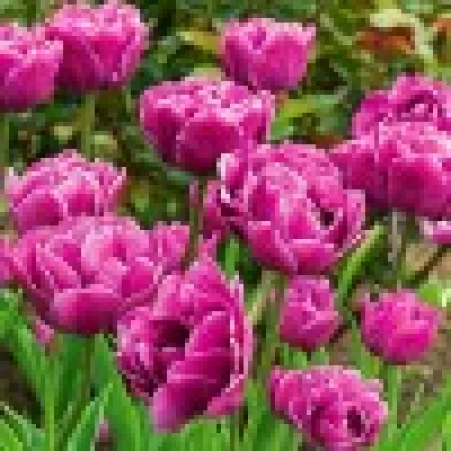 Tulipan Backpacker