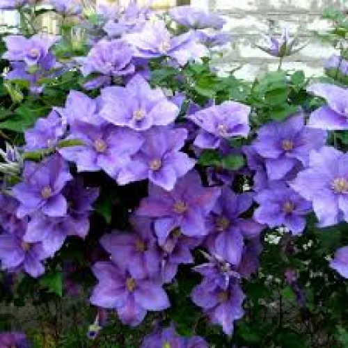 Clematis Bal Tzvetov