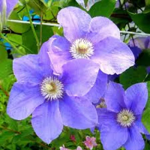 Clematis Bal Tzvetov