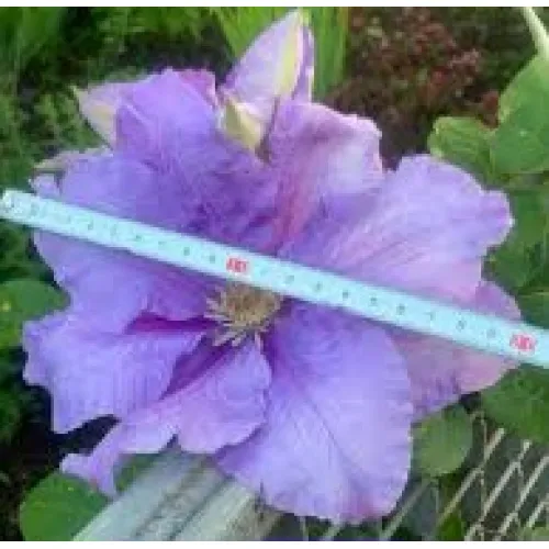 Clematis Bal Tzvetov