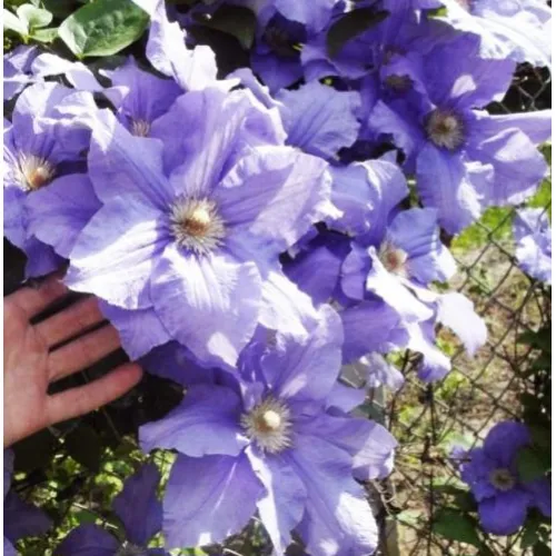 Clematis Bal Tzvetov