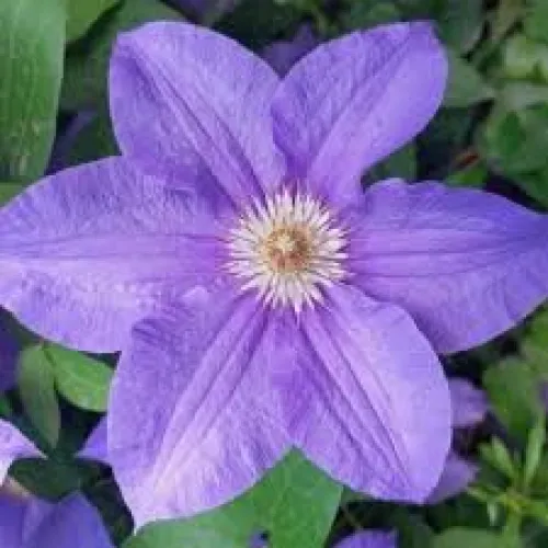 Clematis Bal Tzvetov