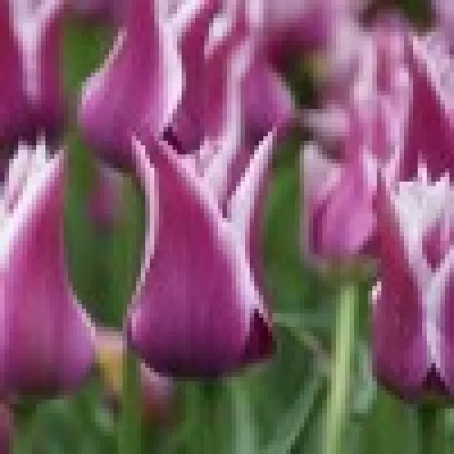 Tulipan Ballada