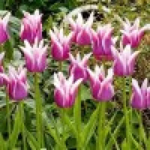 Tulipan Ballada