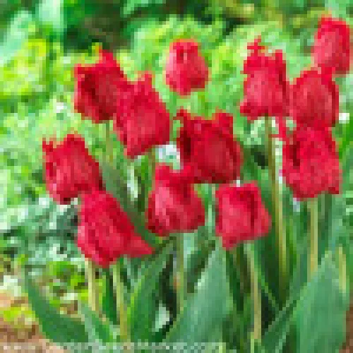Tulip Barbados 
