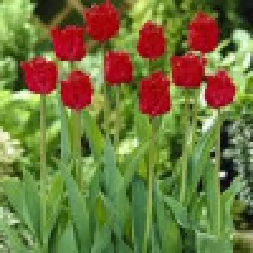 Tulip Barbados 