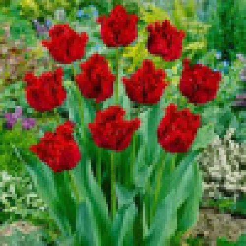 Tulip Barbados 